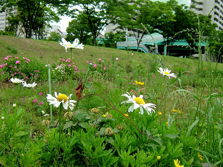 Copyright(c)2000$B!A(B Candybox All Rights Reserved